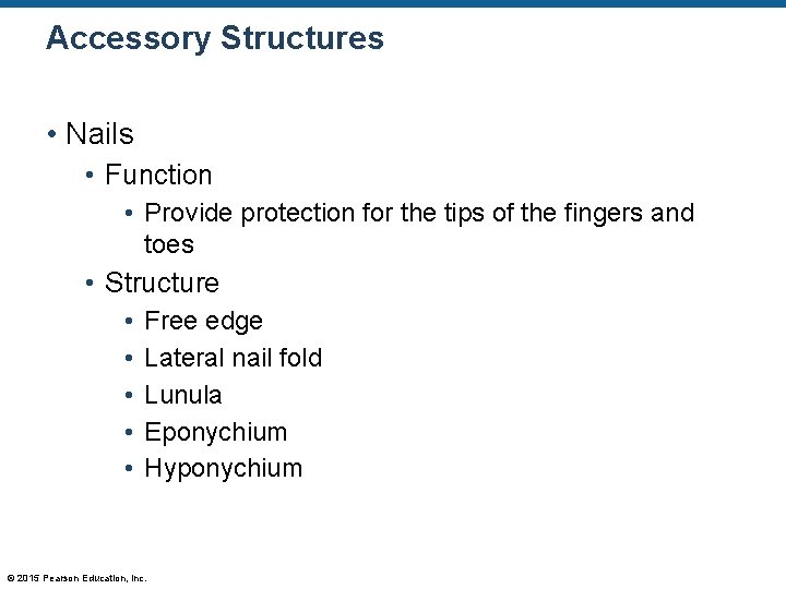 Accessory Structures • Nails • Function • Provide protection for the tips of the Accessory Structures • Nails • Function • Provide protection for the tips of the
