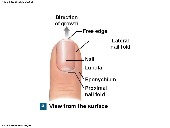Figure 4. 15 a Structure of a Nail Direction of growth Free edge Lateral Figure 4. 15 a Structure of a Nail Direction of growth Free edge Lateral