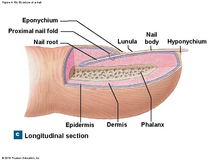 Figure 4. 15 c Structure of a Nail Eponychium Proximal nail fold Lunula Nail Figure 4. 15 c Structure of a Nail Eponychium Proximal nail fold Lunula Nail