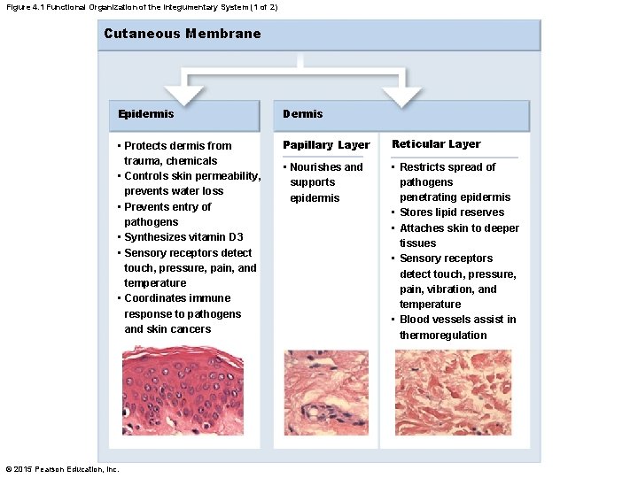 Figure 4. 1 Functional Organization of the Integumentary System (1 of 2) Cutaneous Membrane Figure 4. 1 Functional Organization of the Integumentary System (1 of 2) Cutaneous Membrane