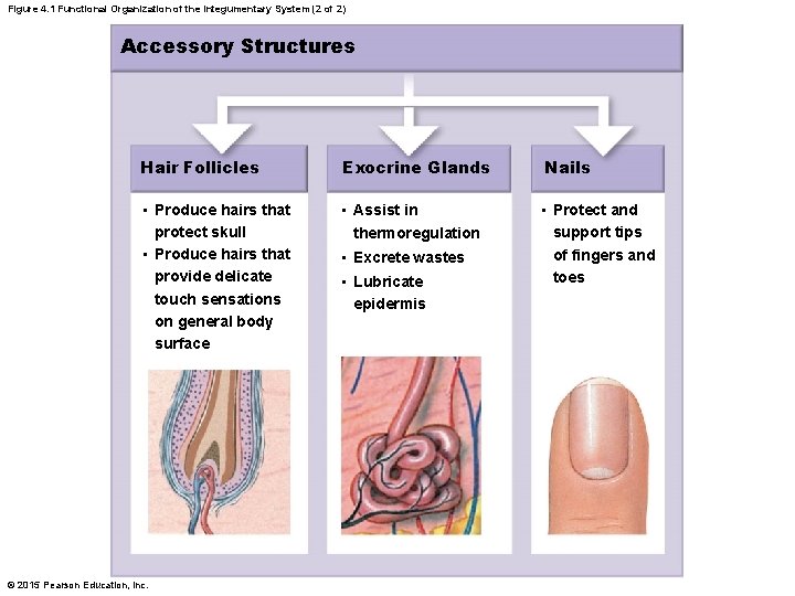 Figure 4. 1 Functional Organization of the Integumentary System (2 of 2) Accessory Structures Figure 4. 1 Functional Organization of the Integumentary System (2 of 2) Accessory Structures