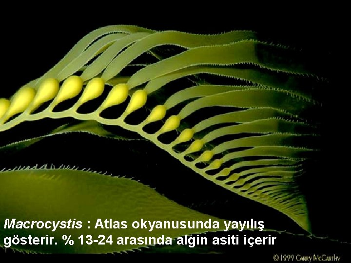 Macrocystis : Atlas okyanusunda yayılış gösterir. % 13 -24 arasında algin asiti içerir 