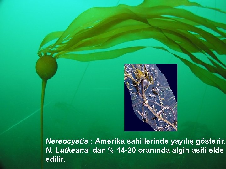 Nereocystis : Amerika sahillerinde yayılış gösterir. N. Lutkeana’ dan % 14 -20 oranında algin