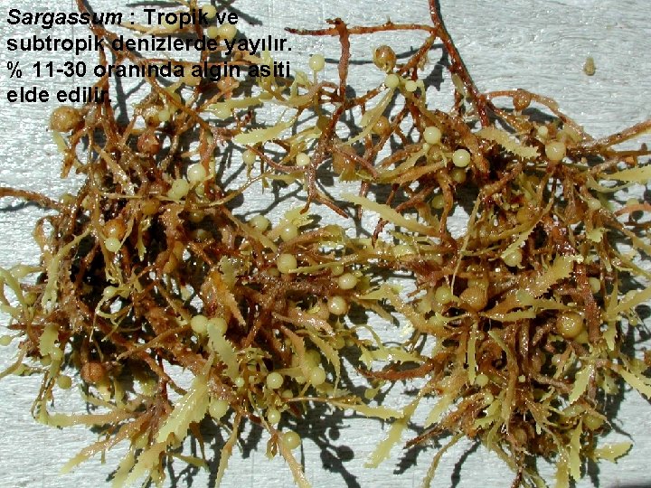 Sargassum : Tropik ve subtropik denizlerde yayılır. % 11 -30 oranında algin asiti elde