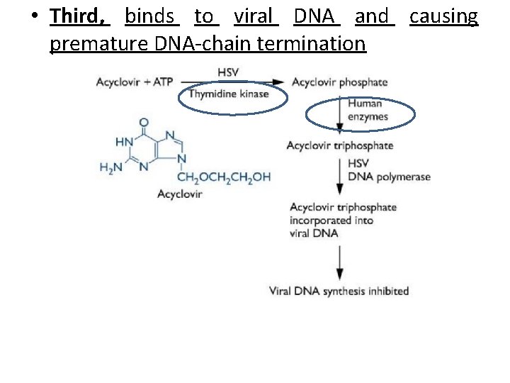  • Third, binds to viral DNA and causing premature DNA-chain termination 