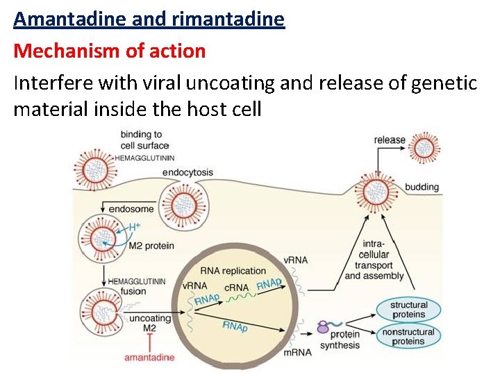 Amantadine and rimantadine Mechanism of action Interfere with viral uncoating and release of genetic