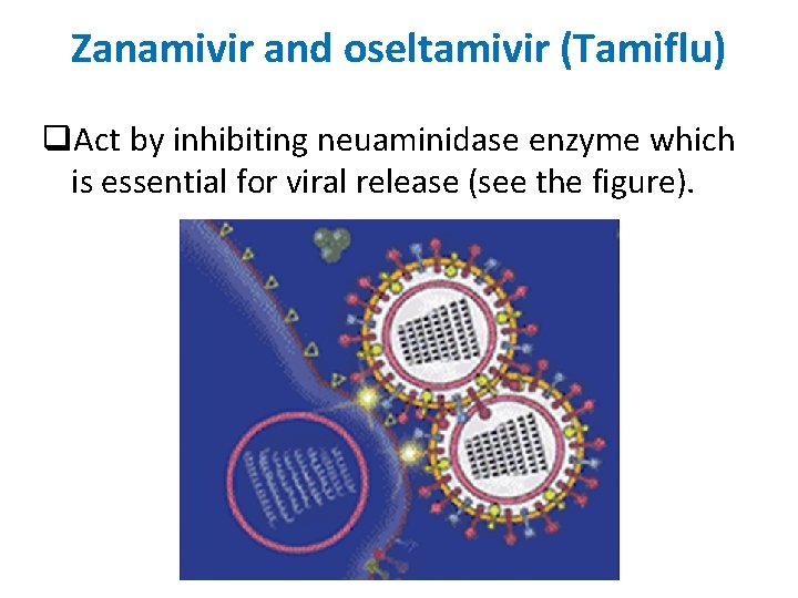 Zanamivir and oseltamivir (Tamiflu) q. Act by inhibiting neuaminidase enzyme which is essential for