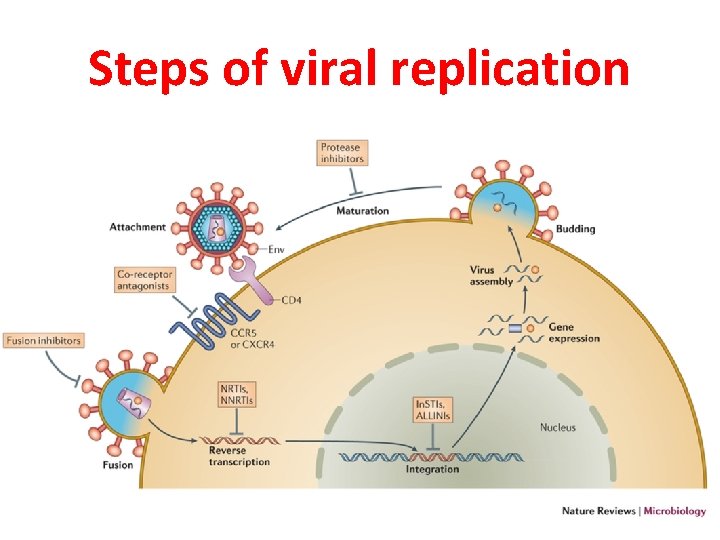 Steps of viral replication 
