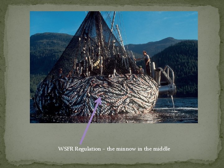 WSFR Regulation – the minnow in the middle 