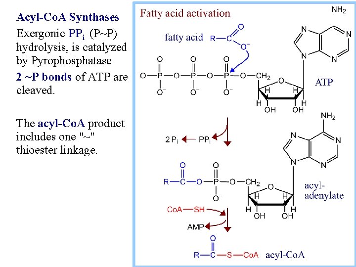 Acyl-Co. A Synthases Exergonic PPi (P~P) hydrolysis, is catalyzed by Pyrophosphatase 2 ~P bonds