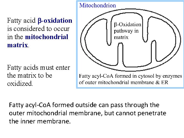 Fatty acid b-oxidation is considered to occur in the mitochondrial matrix. Fatty acids must