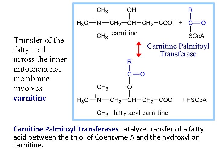 Transfer of the fatty acid across the inner mitochondrial membrane involves carnitine. Carnitine Palmitoyl