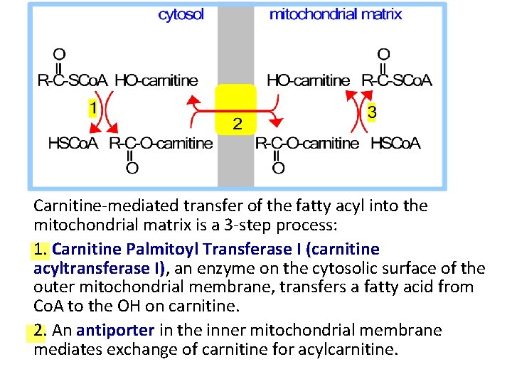 Carnitine-mediated transfer of the fatty acyl into the mitochondrial matrix is a 3 -step