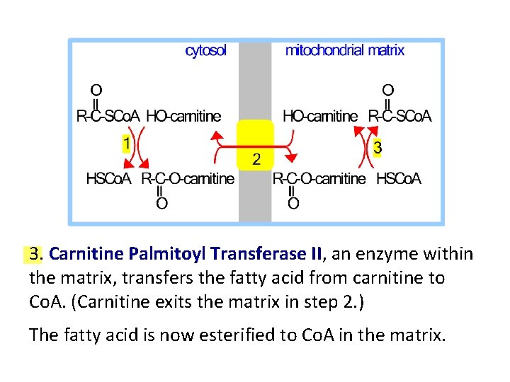 3. Carnitine Palmitoyl Transferase II, an enzyme within the matrix, transfers the fatty acid