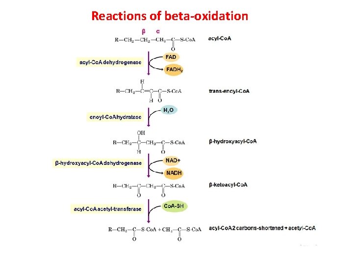 Reactions of beta-oxidation 