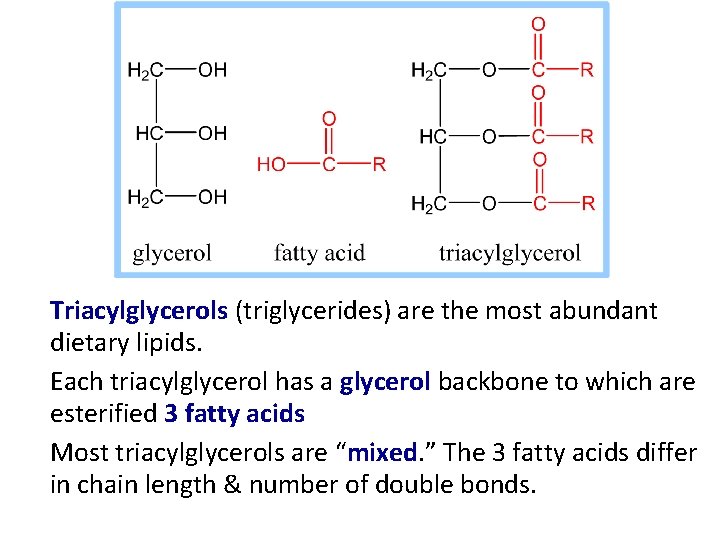 Triacylglycerols (triglycerides) are the most abundant dietary lipids. Each triacylglycerol has a glycerol backbone