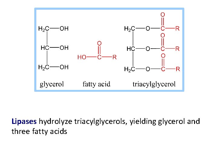 Lipases hydrolyze triacylglycerols, yielding glycerol and three fatty acids 