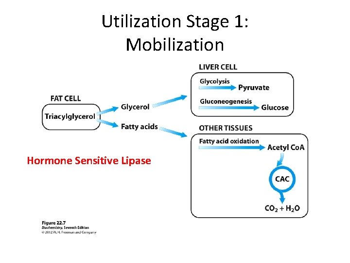 Utilization Stage 1: Mobilization Hormone Sensitive Lipase 