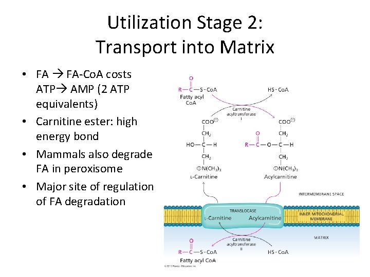 Utilization Stage 2: Transport into Matrix • FA FA-Co. A costs ATP AMP (2