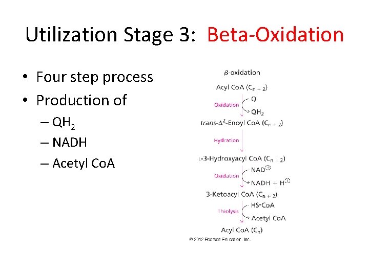 Utilization Stage 3: Beta-Oxidation • Four step process • Production of – QH 2