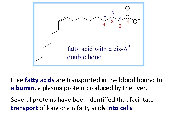 Free fatty acids are transported in the blood bound to albumin, a plasma protein