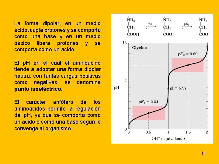 La forma dipolar, en un medio ácido, capta protones y se comporta como una