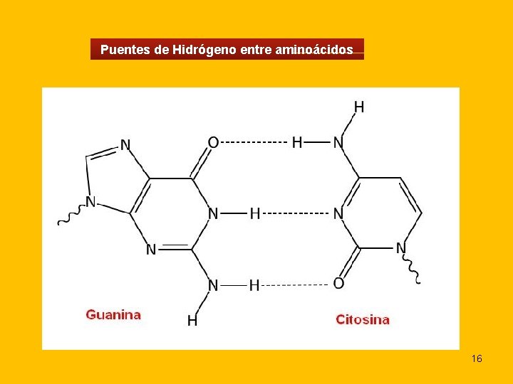 Puentes de Hidrógeno entre aminoácidos 16 