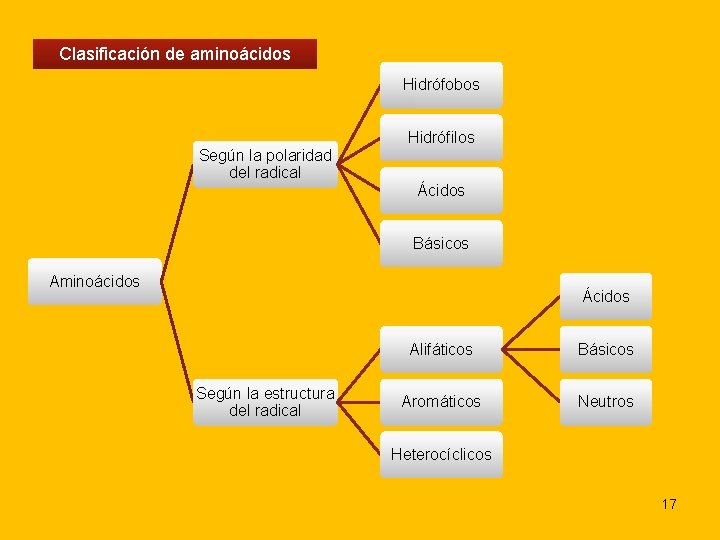 Clasificación de aminoácidos Hidrófobos Según la polaridad del radical Hidrófilos Ácidos Básicos Aminoácidos Ácidos
