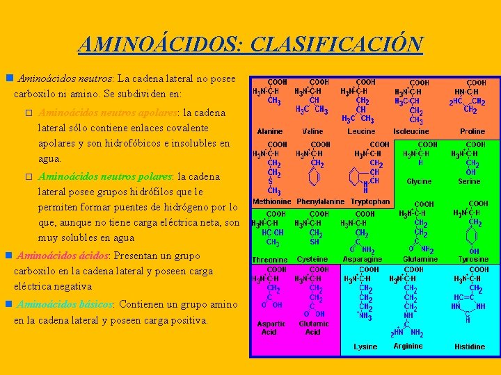 AMINOÁCIDOS: CLASIFICACIÓN Aminoácidos neutros: La cadena lateral no posee carboxilo ni amino. Se subdividen
