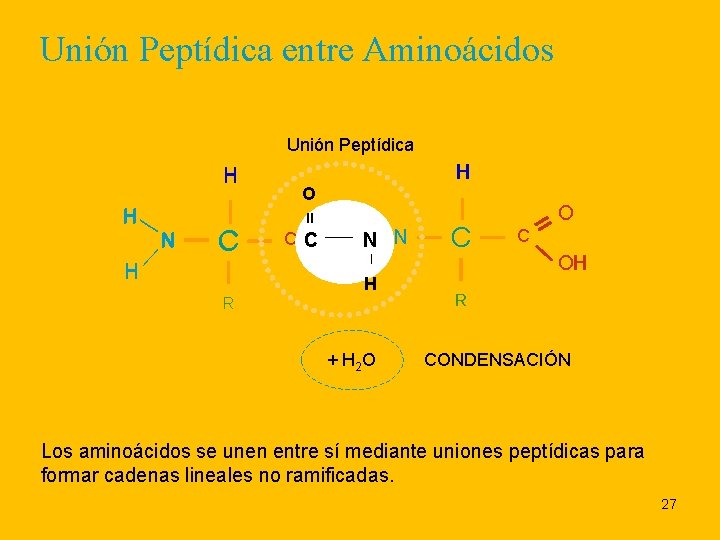 Unión Peptídica entre Aminoácidos Unión Peptídica H O O H = N N CC