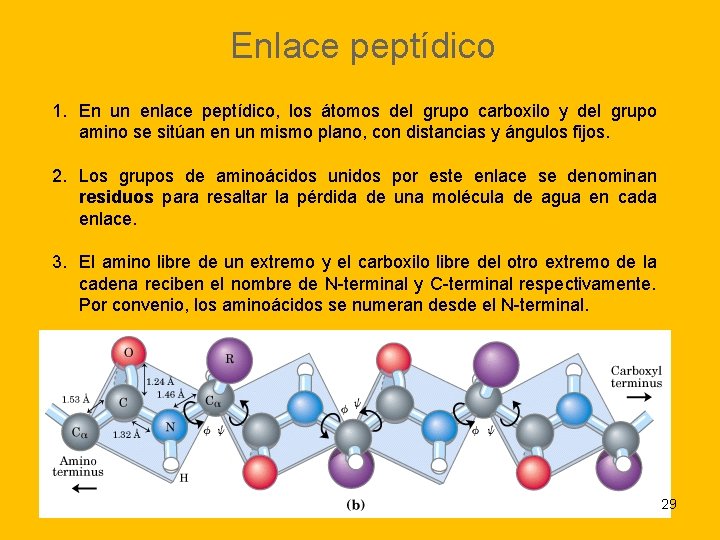 Enlace peptídico 1. En un enlace peptídico, los átomos del grupo carboxilo y del