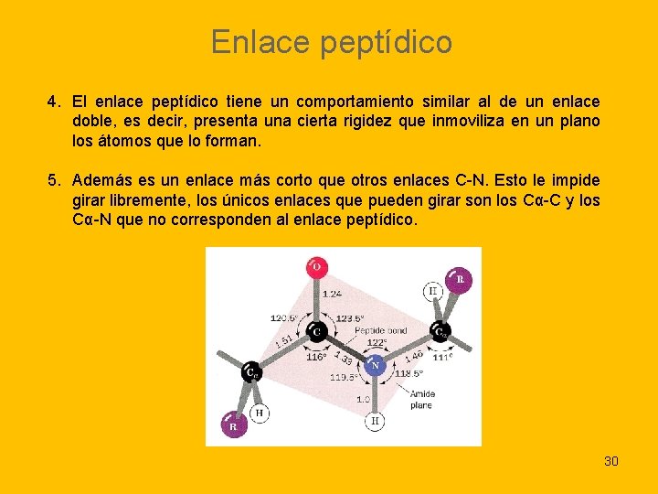 Enlace peptídico 4. El enlace peptídico tiene un comportamiento similar al de un enlace