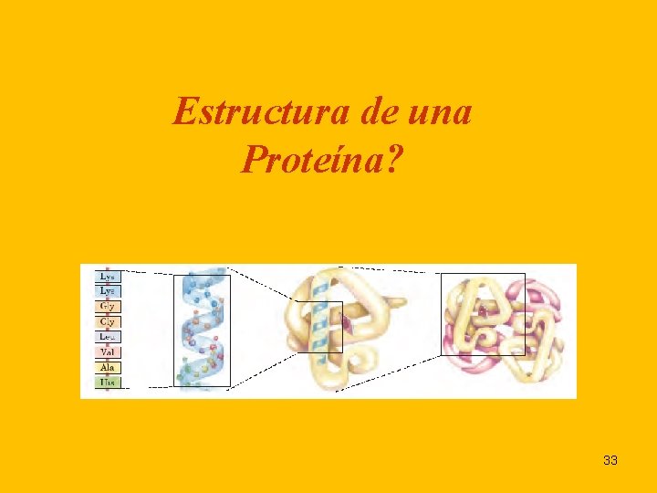 Estructura de una Proteína? 33 