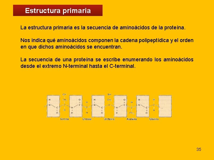 Estructura primaria La estructura primaria es la secuencia de aminoácidos de la proteína. Nos