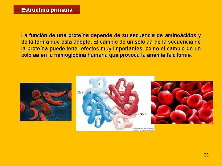 Estructura primaria La función de una proteína depende de su secuencia de aminoácidos y
