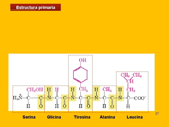Estructura primaria Serina Glicina Tirosina Alanina Leucina 37 