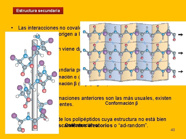 Estructura secundaria • Las interacciones no covalentes entre los restos laterales de los aminoácidos