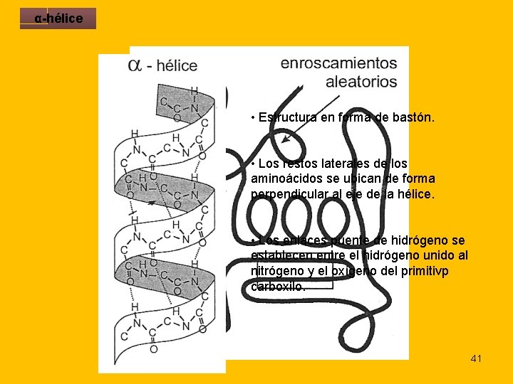 α-hélice • Estructura en forma de bastón. • Los restos laterales de los aminoácidos