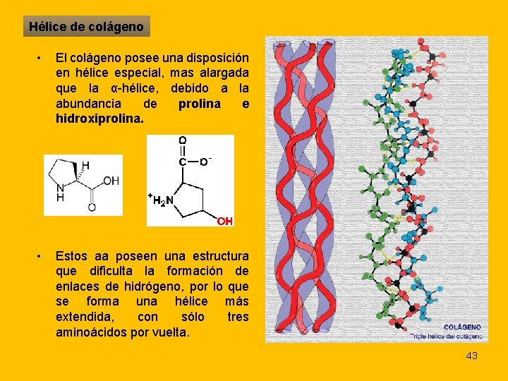 Hélice de colágeno • El colágeno posee una disposición en hélice especial, mas alargada
