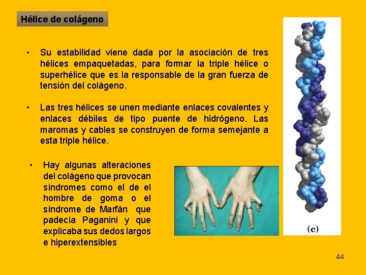 Hélice de colágeno • Su estabilidad viene dada por la asociación de tres hélices