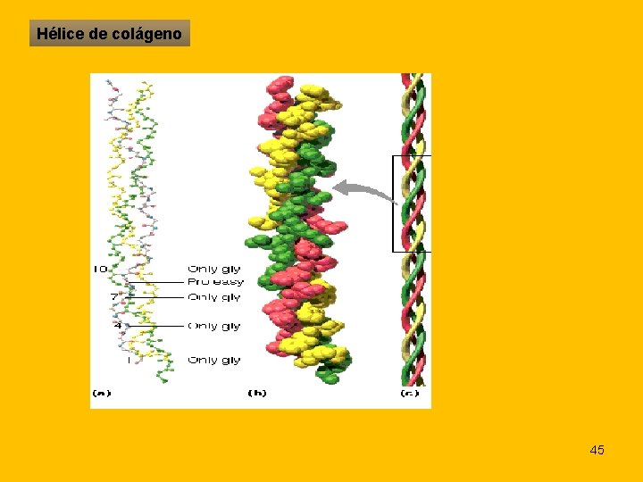 Hélice de colágeno 45 