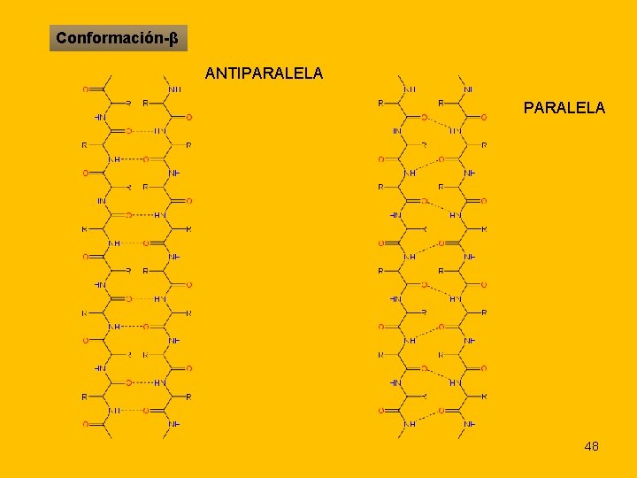 Conformación-β ANTIPARALELA 48 
