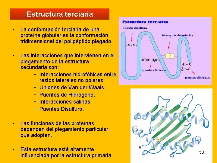 Estructura terciaria • La conformación terciaria de una proteína globular es la conformación tridimensional