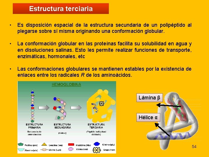 Estructura terciaria • Es disposición espacial de la estructura secundaria de un polipéptido al