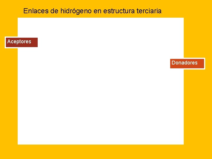 Enlaces de hidrógeno en estructura terciaria Aceptores Donadores 