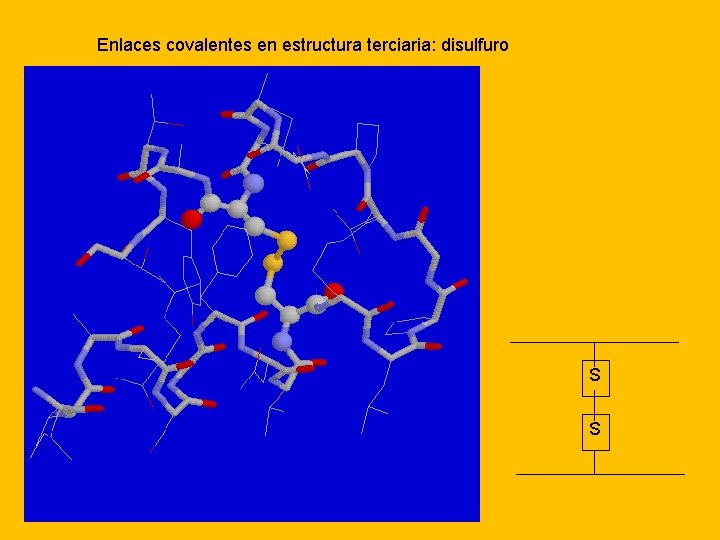 Enlaces covalentes en estructura terciaria: disulfuro S S 
