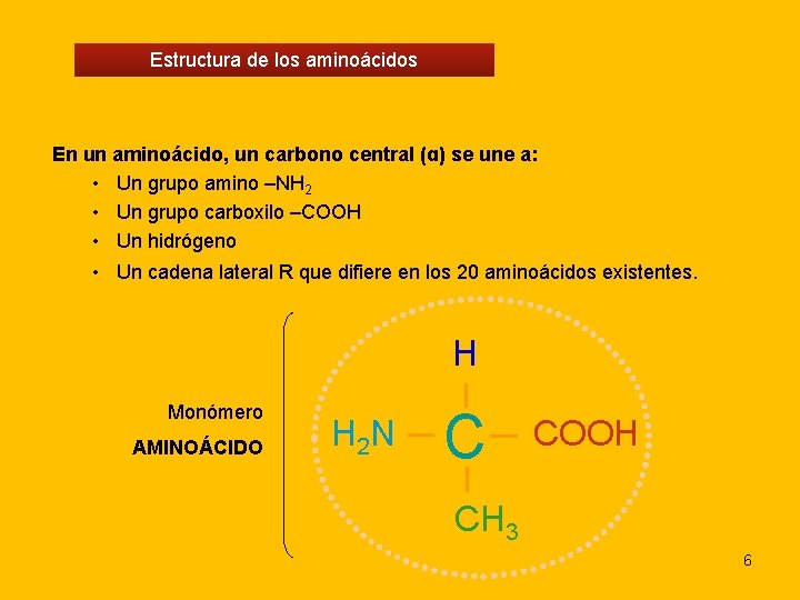 Estructura de los aminoácidos En un aminoácido, un carbono central (ɑ) se une a: