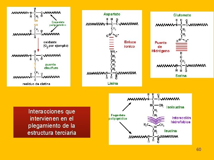 Interacciones que intervienen en el plegamiento de la estructura terciaria 60 