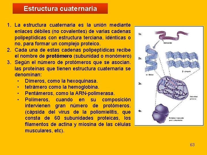 Estructura cuaternaria 1. La estructura cuaternaria es la unión mediante enlaces débiles (no covalentes)