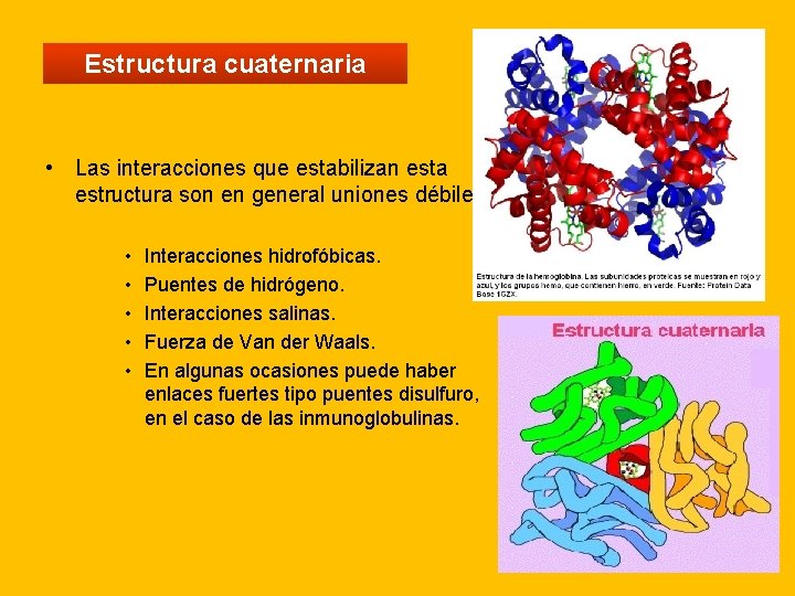 Estructura cuaternaria • Las interacciones que estabilizan esta estructura son en general uniones débiles: